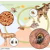 Lyme Disease Cycle