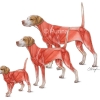 Muscular System from Puppy to Adult Dog