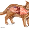 Cat Internal Anatomy