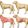 Dog Anatomy- Skeletal, Muscular, Internal Organs