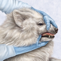 Canine Dental Exam