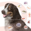 Dog Nutrition for Geriatric Pets