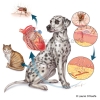 Heartworm Life Cycle