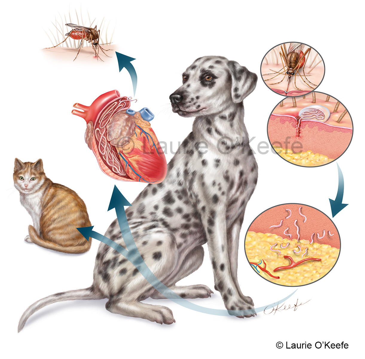 Veterinary - Laurie O'Keefe Illustration