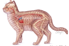 Cat Circulatory System Anatomy