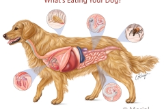 Common Dog Parasites