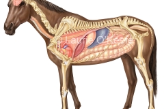 Horse Internal Anatomy