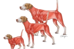 Muscular System from Puppy to Adult Dog