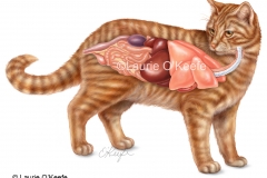 Cat Internal Anatomy
