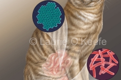 Intestinal Infection Sites in Cat