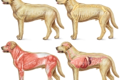 Dog Anatomy- Skeletal, Muscular, Internal Organs