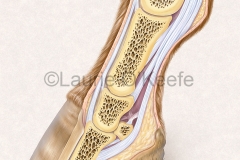 Horse Hoof and Joint Anatomy